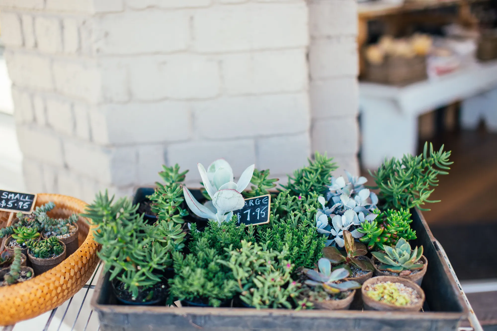 A crate of small potted plants